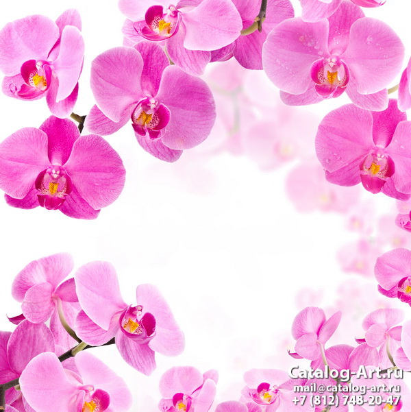 Pink orchids 85